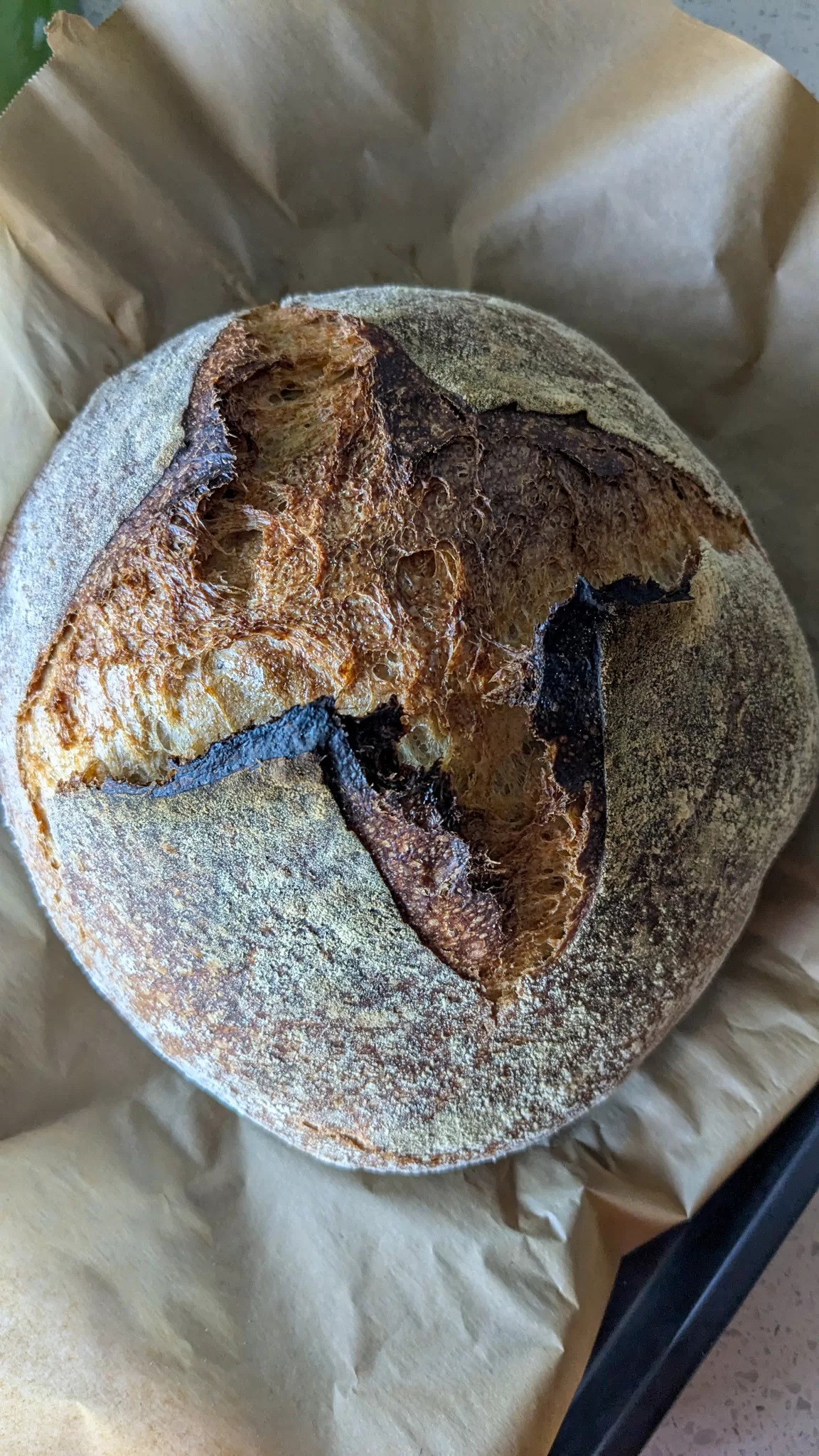 whole loaf of a no knead sourdough bread